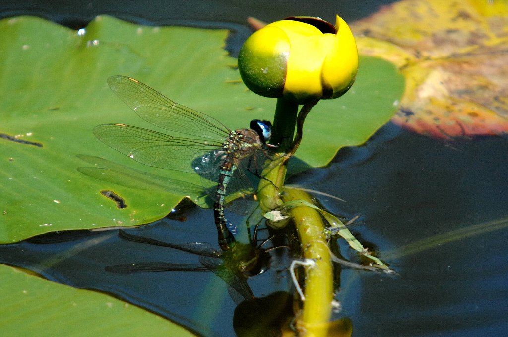 035 2011-06212168.JPG - Cyrano Darner Dragonfly (Nasiaeschna pentacantha). Wachusett Meadow Wildlife Sanctuary, MA, 6-21-2011